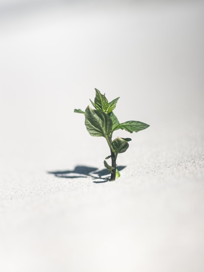 绿色植物在白雪
